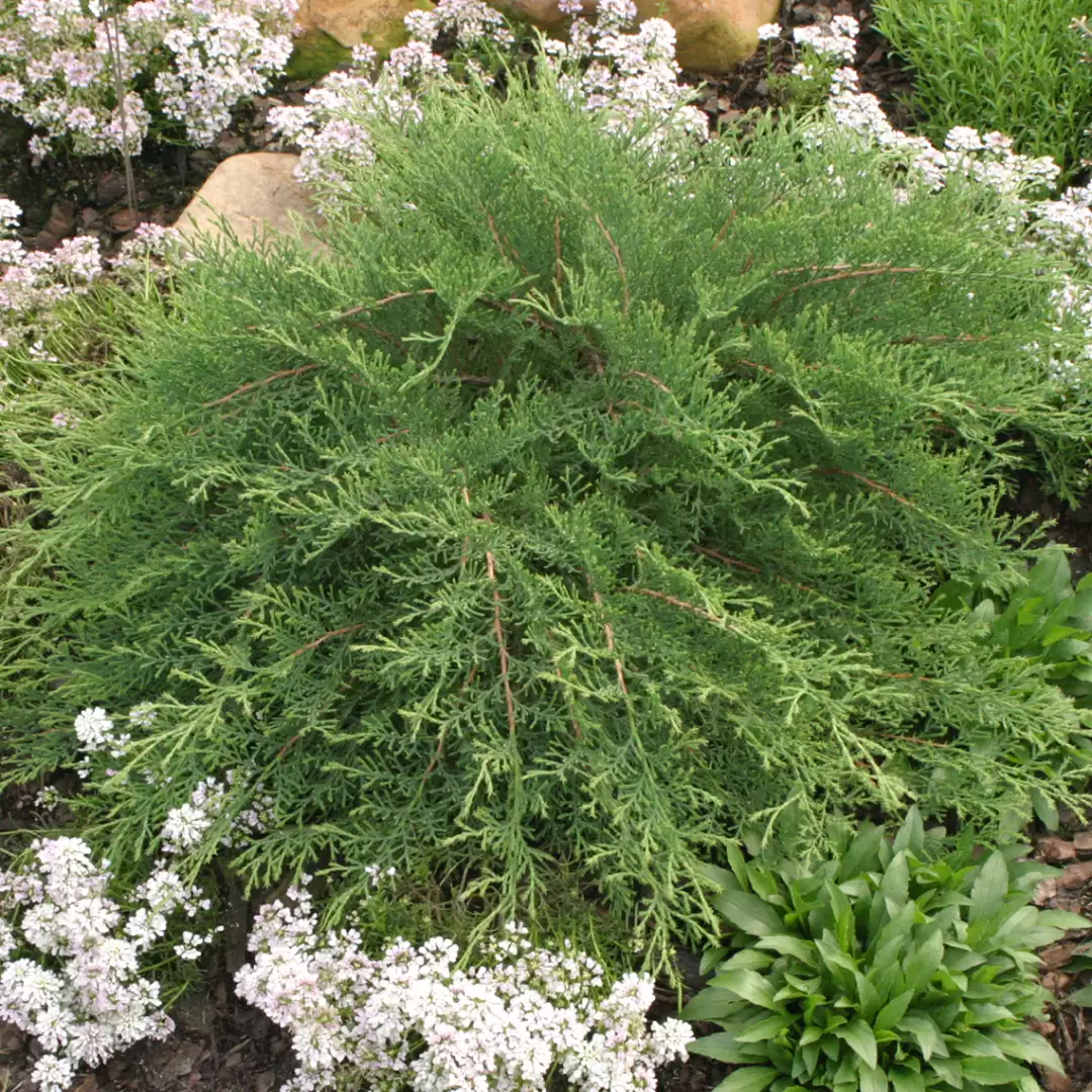 Close up of Celtic Pride Microbiota in a garden bed